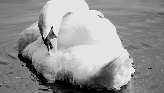 Swan, svart, vit, vatten, eleganta