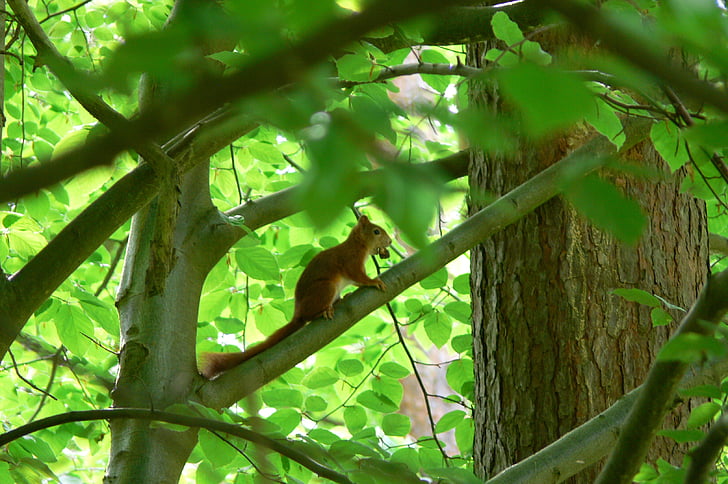 Eichhörnchen, Tiere des Waldes, Eichhörnchen im Baum, Nagetier, Natur, Tier, Tierfotografie