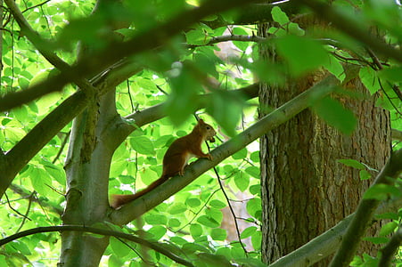 σκίουρος, ζώα του δάσους, σκίουρος στο δέντρο, τρωκτικό, φύση, ζώο, φωτογραφία άγριας φύσης