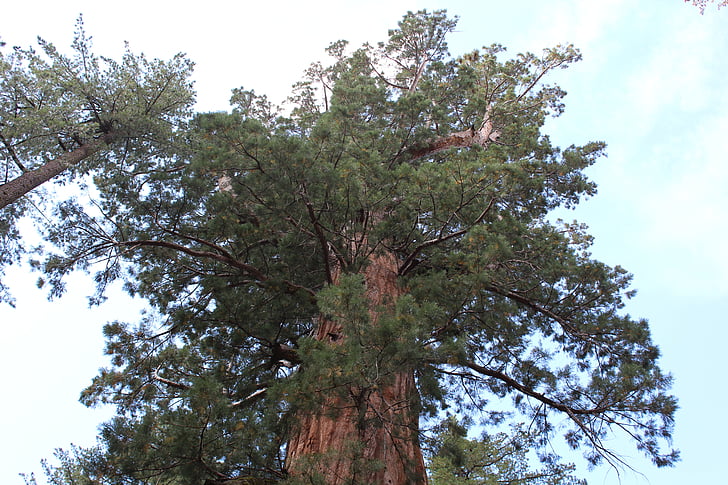 pinus, raksasa, pemandangan, California