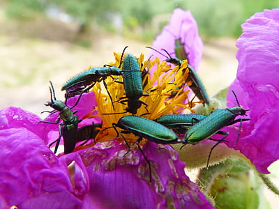 psilothrix viridicoerulea, 녹색 벌레, 곤충, 버그, 딱정벌레목, 대초원