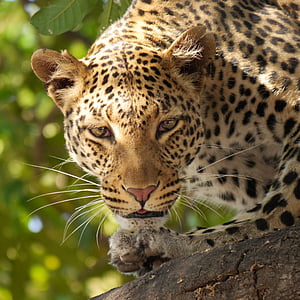 Tier, Tierfotografie, schließen, Leopard, Panthera, Schnurrhaare, Wildkatze