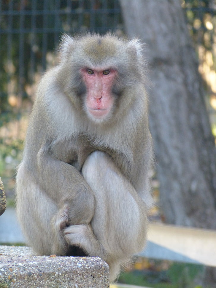 rødt ansikt macaque, Macaca fuscata, ape, Japan, kalde, ze