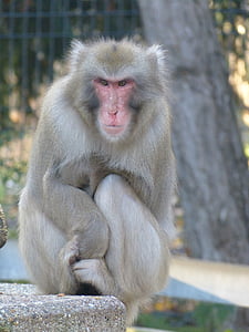 červený obličej makak, Macaca fuscata, APE, Japonsko, chlad, ze