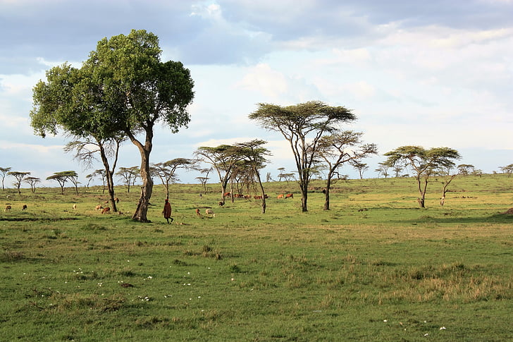 Kenya, sabana, Safari