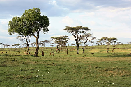 Kenya, szavanna, Safari