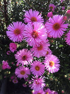asters, pink, blossom, bloom, flora, autumn