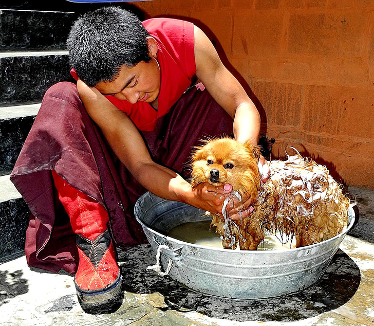 Tibetas, vyras, šuo, dubuo, skalbimo, muilas, patvirtinančiais