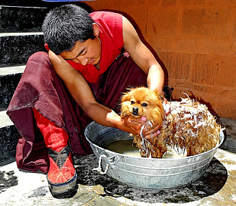 Tibet, man, hond, Kom, wassen, zeep, koraalriffen
