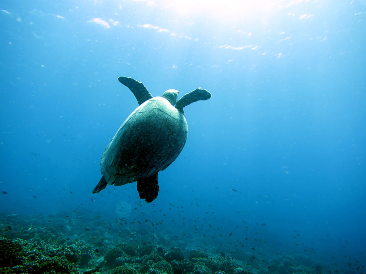 sea, turtle, diver