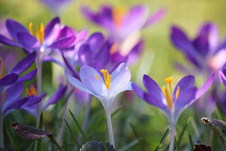 Crocus, kukka, kevään, violetti, Blossom, Bloom, Sulje
