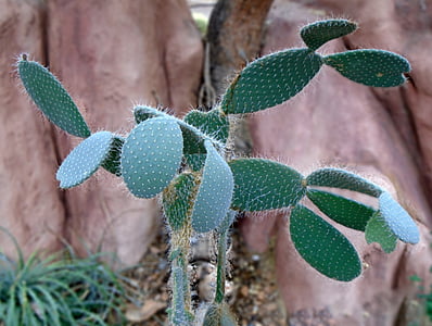 kaktus, poušť, opuncie, mexické, pichlavý, závod, Thorn