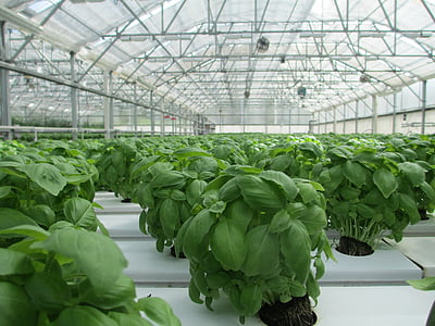 basil, greenhouse, plant, food, vegetable, garden, organic