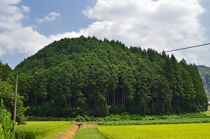 Jaapan, metsa, puud, maastik, loodus, väljaspool, Scenic