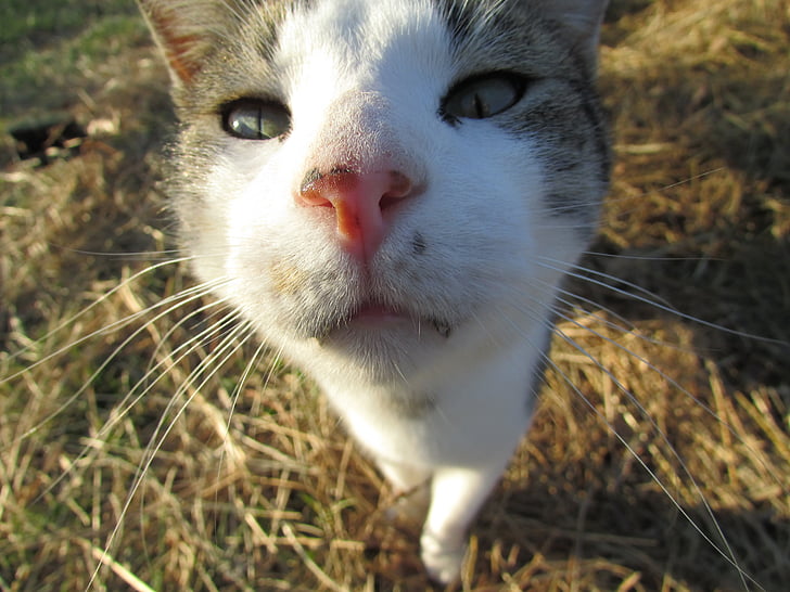 cat, kitty, hay, outdoor, eyes, close, cute