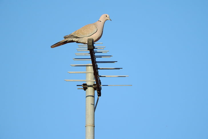 pigeon, streptopelia decaocto, dove, dove on the antenna, bird, animal, wildlife