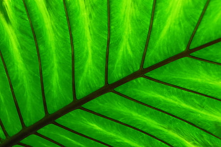 green, leaf, spine, plant, green leaves, foliage, texture