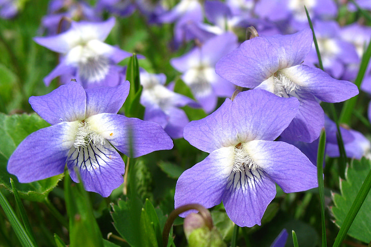 紫罗兰, 花, 紫色, 春天, 开花, 花香, 绽放