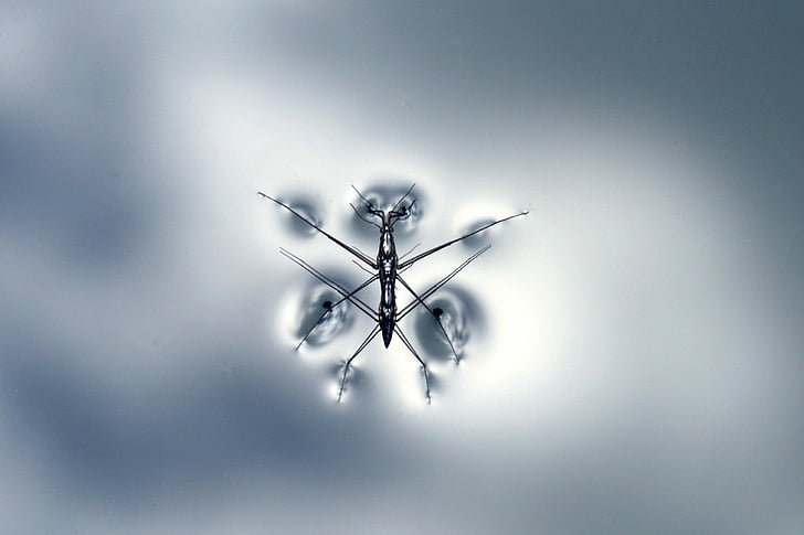 water strider, animal, water, insect, strider, bug, nature