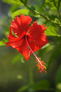 Hibiscus, flor, floración, flor, verde, rojo, flores