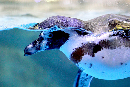 penguin, bird, water, swim, species, black, blue