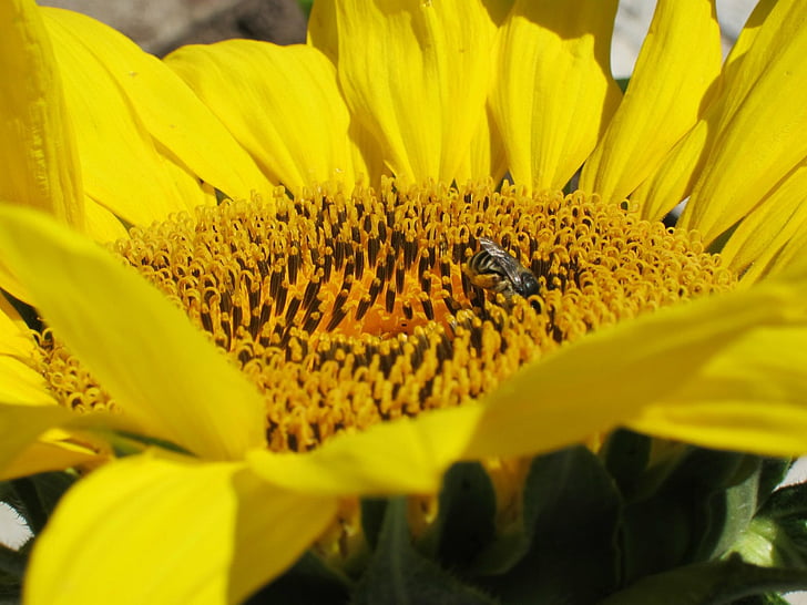 tournesol, abeille, nature, Closeup, été, en plein air, fleur