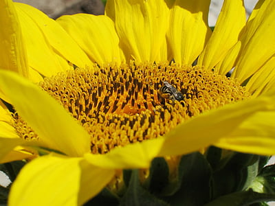 해바라기, 꿀벌, 자연, 근접 촬영, 여름, 야외, 꽃
