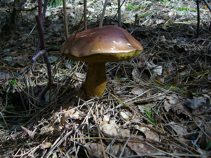 mushroom, chestnut, forest