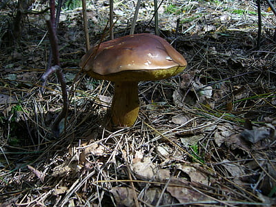 mushroom, chestnut, forest