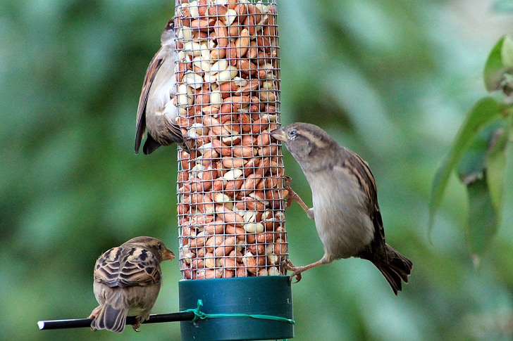sparrows, birds, food, songbird, nature, garden, cheeky