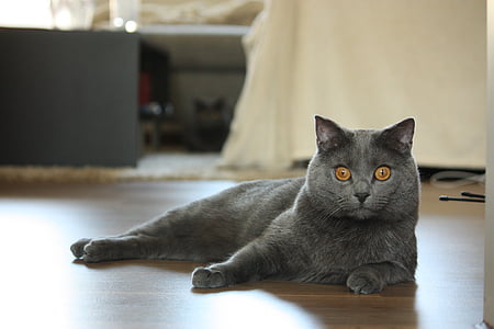 Chartreux, katten, dyr, kjæledyr, mieze, innenlands cat, innendørs