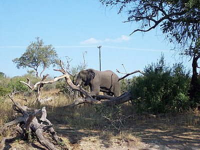 hombre, elefante, Botswana, vida silvestre, Sabana