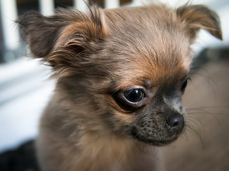 Chihuahua, hond, puppy, baby, gezicht, weergave, blik