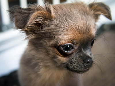Chihuahua, koira, pentu, vauva, kasvot, näkymä, Katso