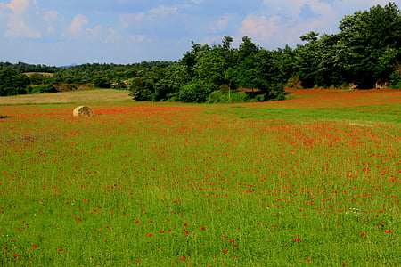 Poppy, bidang, pemandangan, pedesaan, musim semi, Tuscany, Italia