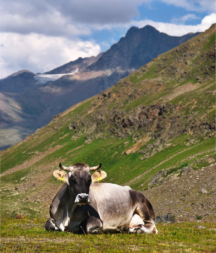 cow, the alps, rest, rumination, rocks, landscape, clouds