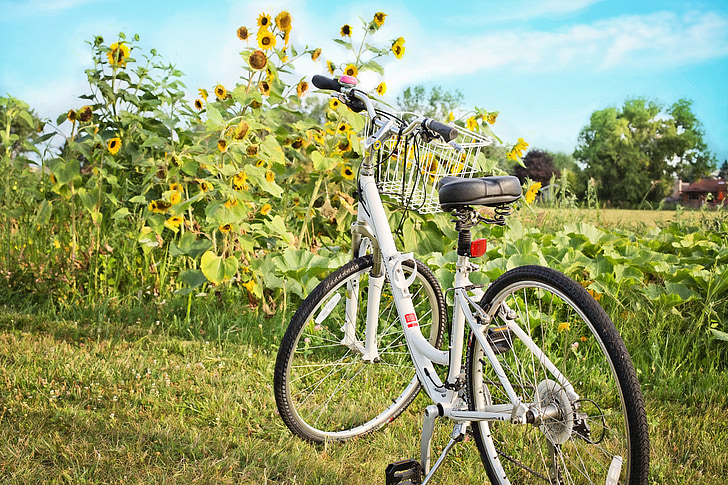 velosipēdu, velosipēds, saulespuķes, vasaras, brīvais laiks, cikls, veselīgi