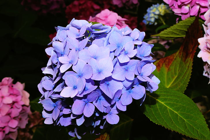 ไฮเดรนเยีย, ดอก, บาน, สีฟ้า, ขนาดใหญ่, สวยงาม, อารมณ์
