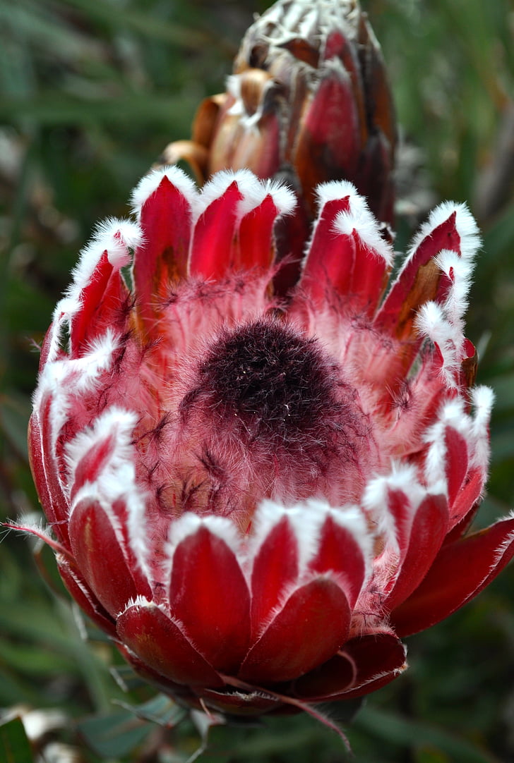 Protea, vaaleanpunainen, Avaa