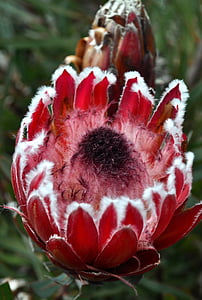 Protea, růžová, otevřít