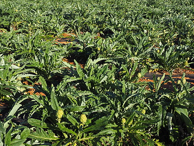 поле, орним, вирощування, Топінамбур, cynara cardunculus, cynara scolymus, плямиста, як