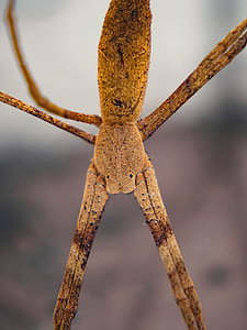 spider, stick, eyes, bug, torso, legs, scary