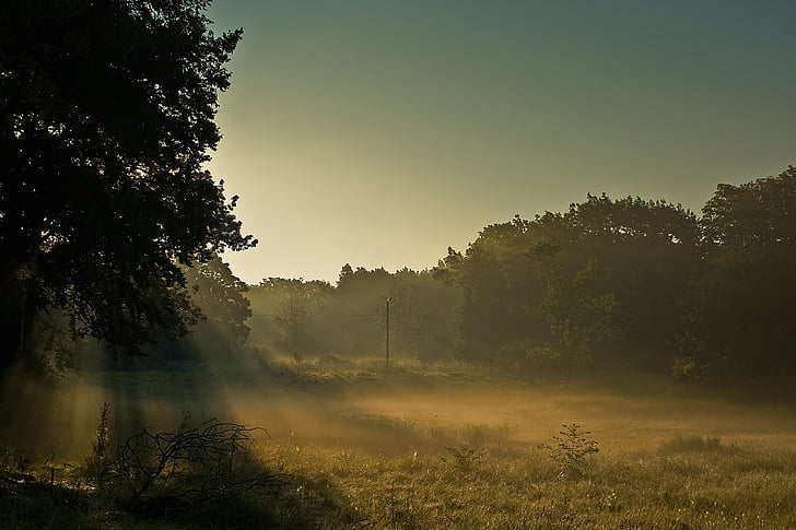 verde, foglia, alberi, Alba, raggi del sole, erba, campo