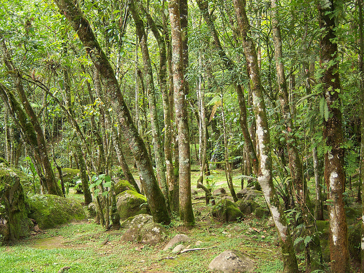 hutan, pohon, hutan, alam, hijau, pemandangan