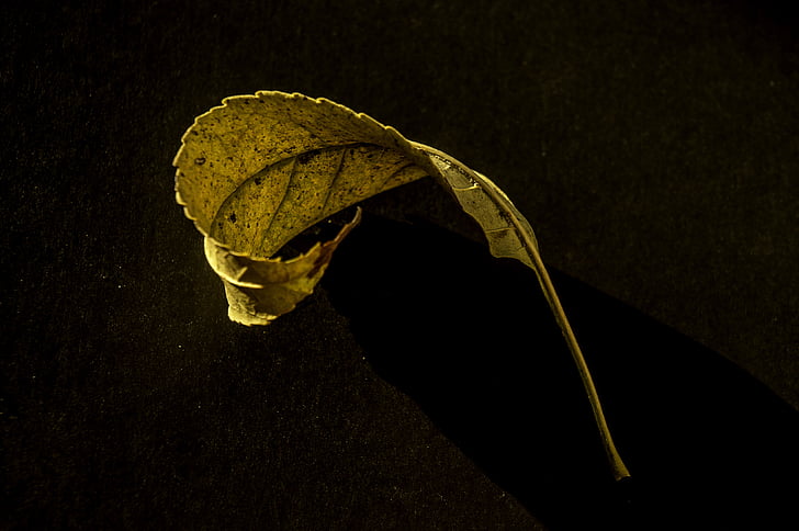 leaf, yellow, autumn leaves, dry leaf, yellow sheet, nature, dry