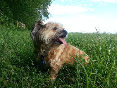 สุนัข, สุนัขบนทุ่งหญ้า, hundeportrait, ไฮบริดสลี