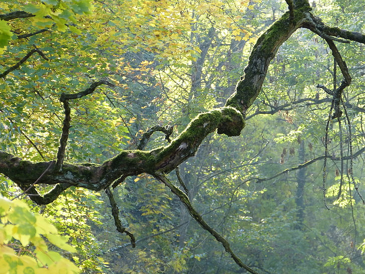 branch, tree, crooked, bemoost, gnarled, autumn