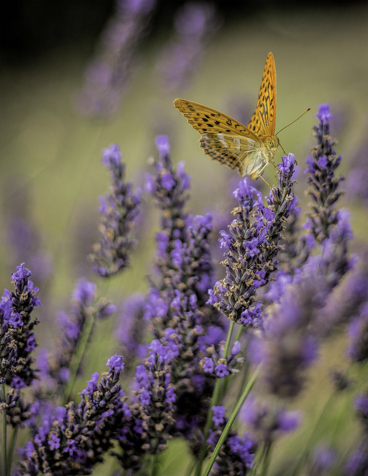 butterfly, levandula, flower, purple, orange