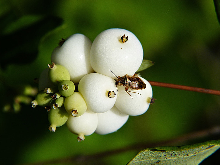 comună snowberry, symphoricarpas albus, jucărie torpila, capac bomba, plante, pădure, Lunca