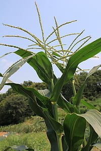 кукурузы кистями, кисточка, мужской цветок, Кукуруза, сладкая кукуруза, Кукуруза, цветок